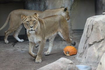 Lions (Panthera leo) in the zoo - obrazy, fototapety, plakaty