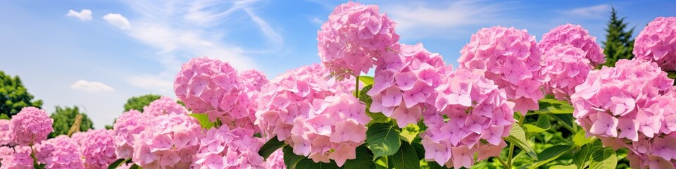 Fototapeta premium Hydrangea Flowers, Blooming Pink Hortensia, Hydrangea Paniculata Flower Closeup