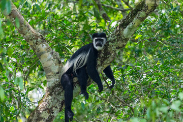 Black-and-white colobus monkey