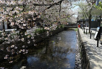  A scene of Japanese rivers : Takase-gawa Stream in Kyoto 日本の川景色：京都の高瀬川