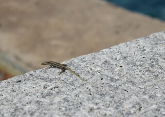 Closeup shot of a small reptile on a warm rock on a sunny day