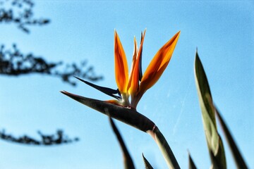 Closeup of a Bird of paradise (Strelitzia reginae) flower against blue sky background