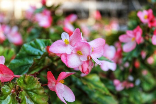 Selective focus of pink begonia flowers growing in a green garden