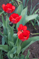 Naklejka premium Red tulips under sunlight in the park at the middle of spring..