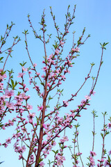 Pink flowers of the peach blossoms in garden at spring day..