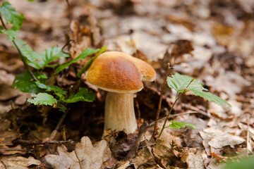 Single Boletus mushroom in the wild. Porcini mushroom grows on the forest floor at autumn season..