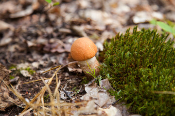 Single red boletus mushroom in the wild. Red boletus mushroom grows on the forest floor at autumn season..