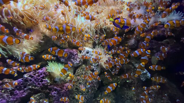 Beautiful footage of a school of clownfish swimming around colorful anemones