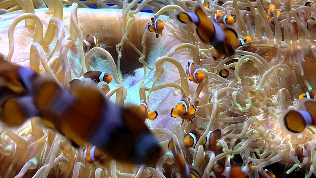 School of clownfish swimming around an anemone