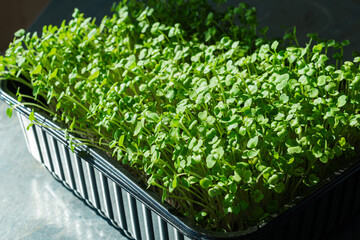 Microgreens. Homegrown green arugula sprouts in plastic tray.