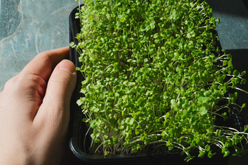 Homegrown microgreen. Hand holds plastic tray of green arugula sprouts.