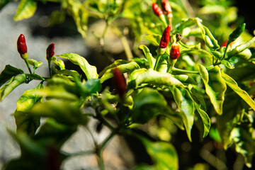 red chilies