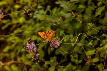 Closeup shot of a beautiful Silver-Washed Fritillary butterfly perched on a young plant