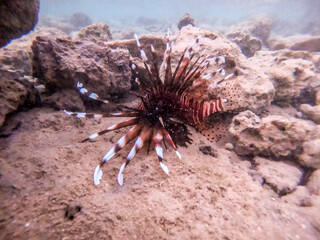Close up view of Devil firefish or common lionfish (Pterois miles) at coral reef..