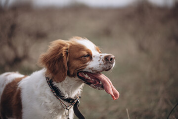 A dog of the hunting breed Epagnol Breton of white and red color during a hunting trip in nature in close-up.