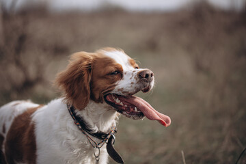 A dog of the hunting breed Epagnol Breton of white and red color during a hunting trip in nature in...