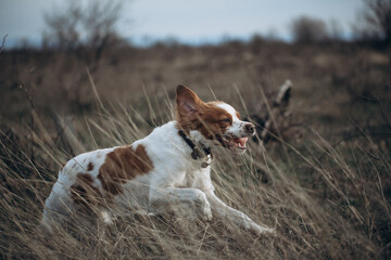 A dog of the Epagnol Breton hunting breed of white and red color in motion during a hunting trip in nature.