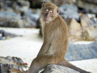 Closeup shot of a wild monkey on the street surrounded by rocks