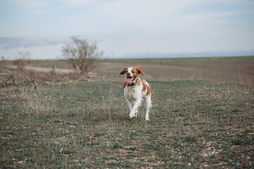 A dog of the Epagnol Breton hunting breed of white and red color in motion during a hunting trip in nature.