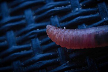 Macro shot of a pink worm crawling over a blurred background