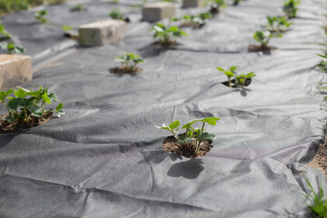 Strawberry autumn seedling on agrotextiles