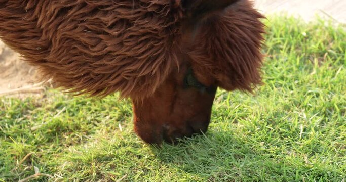 A brown alpaca (Vicugna pacos) grazing grass on ground. High definition shot at 4K, 60 fps video footage.
