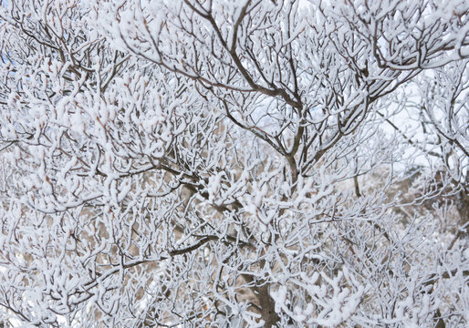 雪のついた木
