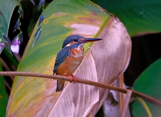 Closeup of a Kingfisher perched on a green branch of a tree