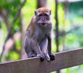Closeup of a macaque perched on a wooden railing, looking into the camera
