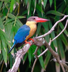 Vertical closeup of a Stork-billed kingfisher perched on a green branch of a tree