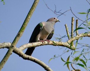Closeup of a Grey imperial pigeon perched on a branch of a tree
