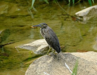 Closeup of a Striated heron standing on a rock in a pond