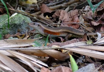 Closeup of a Many-striped Skink crawling on the ground covered with fallen leaves