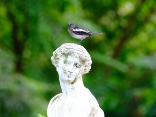 Closeup of a robin mag perched on a sculpture