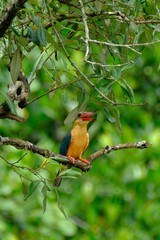 Oriental dwarf kingfisher perching on tree branch