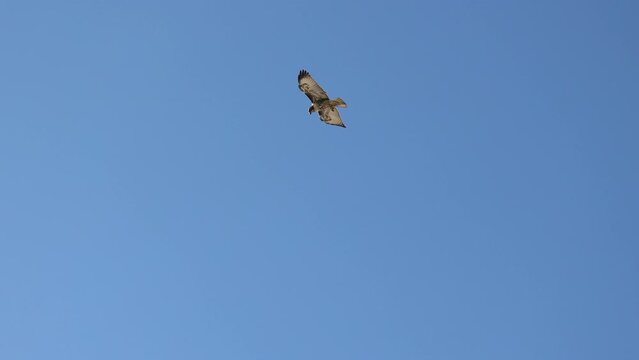 Eurasian kestrel flying high in the blue sky looking for a prey