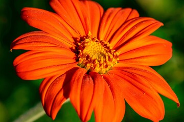 Closeup shot of a Red sunflower found growing in the wild