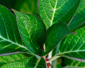 Close up of a green plant leaves