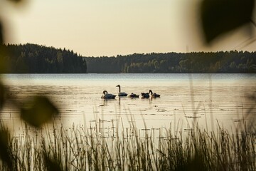 Beautiful shot of a group of swimming swans (Cygnus) in a lake, the hill forests in the background