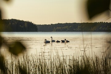 Naklejka premium Beautiful shot of a group of swimming swans (Cygnus) in a lake, the hill forests in the background