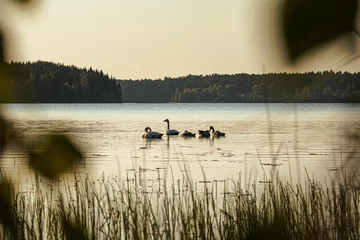 Deurstickers Beautiful shot of a group of swimming swans (Cygnus) in a lake, the hill forests in the background © Wirestock