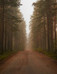 Vertical shot of a path in a foggy pine forest
