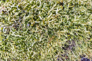 Closeup shot of green moss growing in a forest