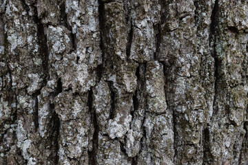 Closeup shot of a wooden tree trunk texture in a forest