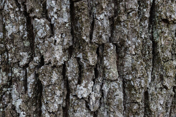 Fototapeta premium Closeup shot of a wooden tree trunk texture in a forest