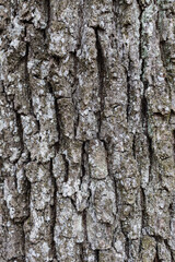 Fototapeta premium Vertical shot of a wooden tree trunk texture in a forest