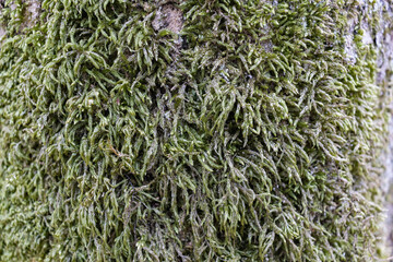 Closeup shot of green moss growing in a forest