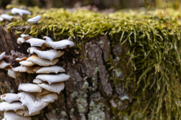 Closeup of a tree stump covered with green moss and mushrooms in a forest