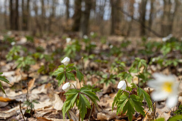 Closeup of white wood anemone flowers growing with green leaves in a forest