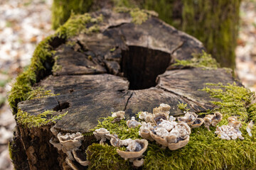 Closeup of a tree stump covered with green moss and mushrooms in a forest
